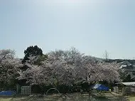 桜満開　チューリップ