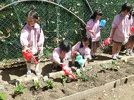 野菜の植え付け　体育あそび