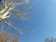 “黄葉”だより　落葉