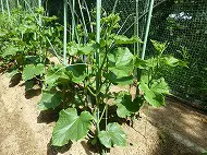 野菜栽培日記１