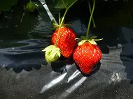 いちご狩り遠足