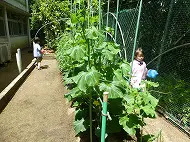 野菜栽培日記２