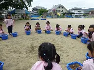 朝顔