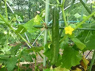 野菜栽培日記３