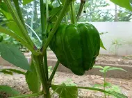 野菜栽培日記４