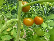 野菜栽培日記５