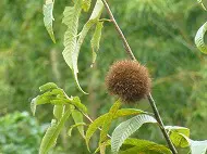 くり拾い遠足　その１