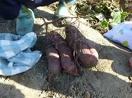 お芋掘り遠足　年中