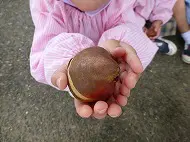 球根の植え付け　年少