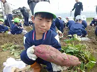 お芋掘り遠足　年長